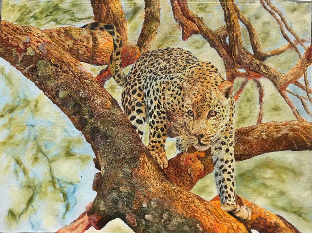 Leopard's Gaze from the Heights