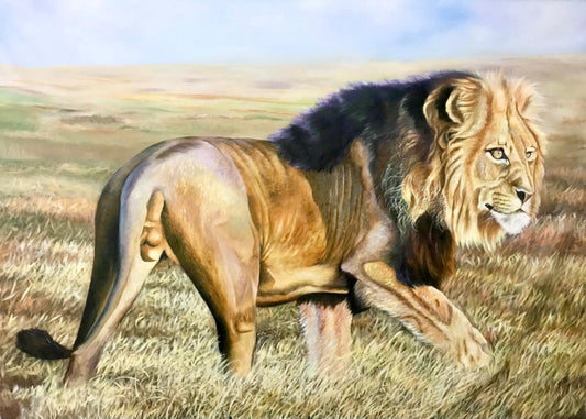 Lion in Serengeti